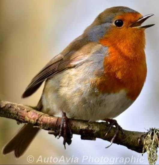 Barry And District News: Robin. Picture: Mark Little